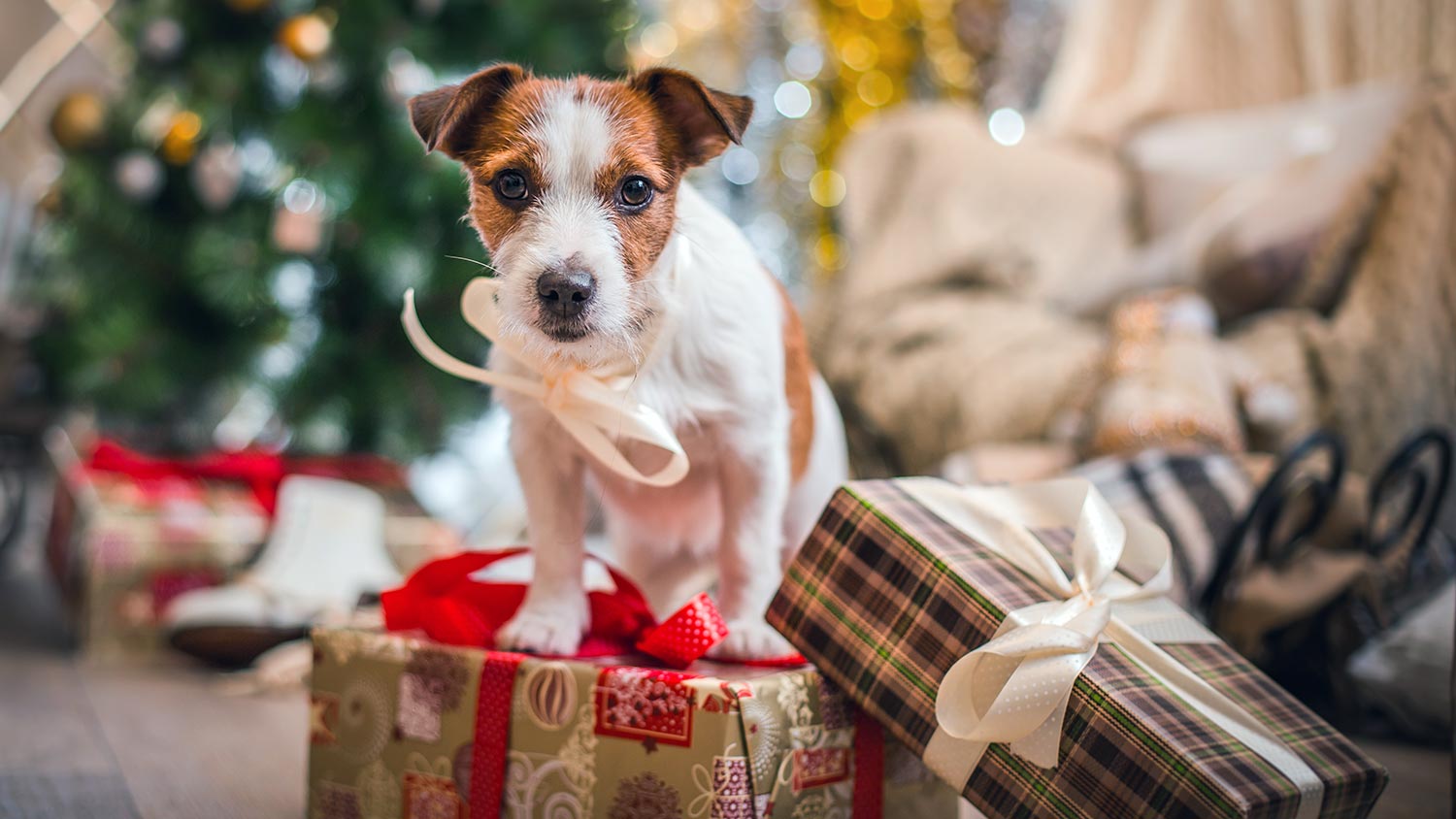 holidays for dog owners