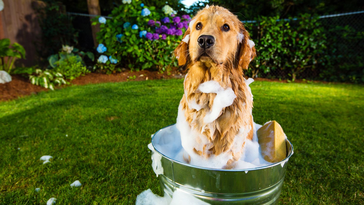 5 Reasons Why Your Dog Smells So Bad 