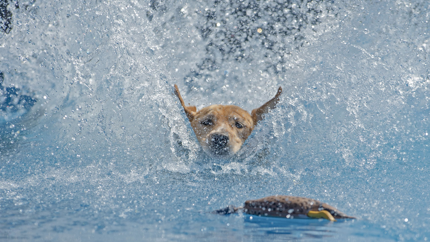 North America Diving Dogs