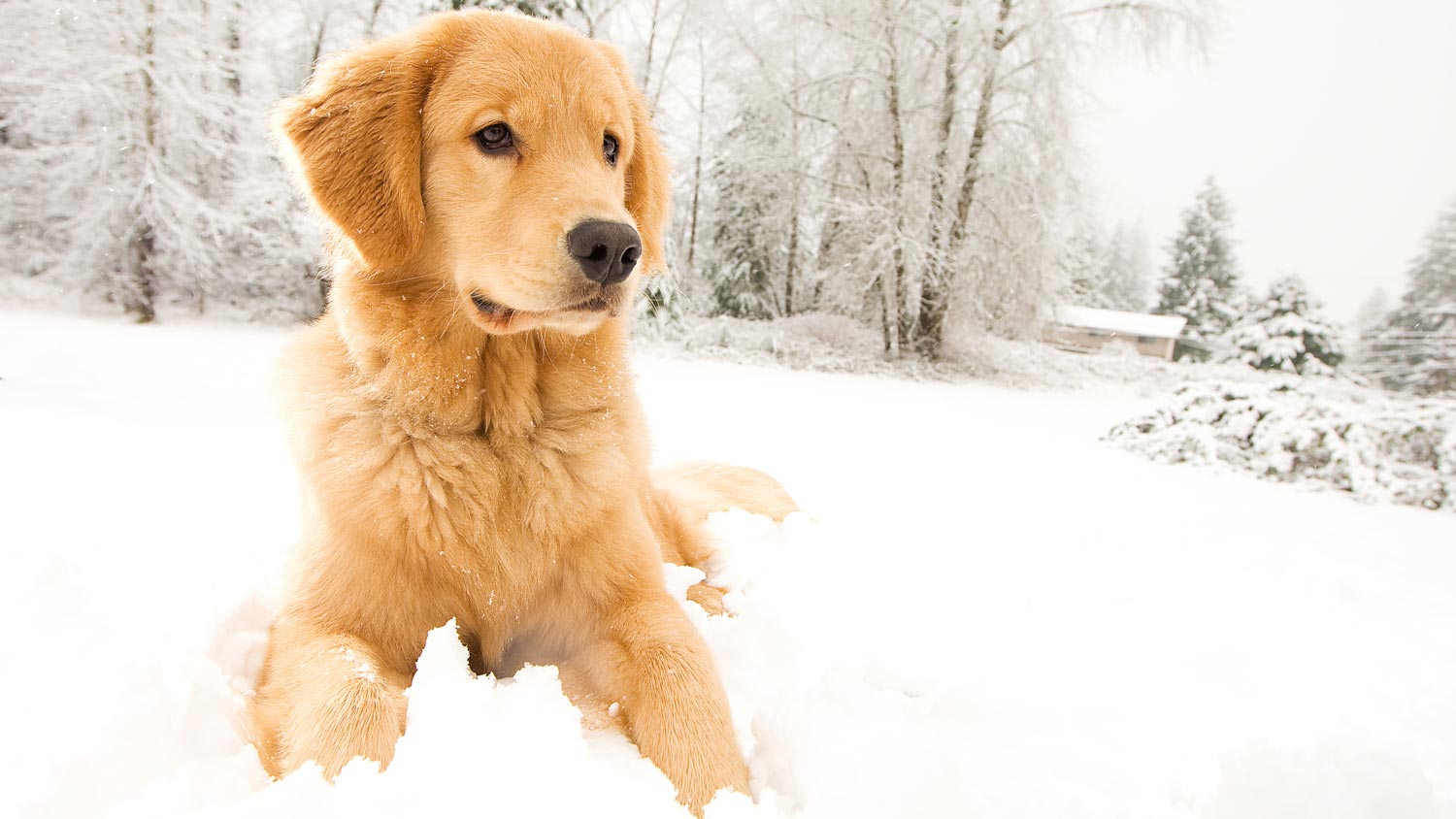 Winter Prep for Your Pooch What Every Dog Owner Needs to Know