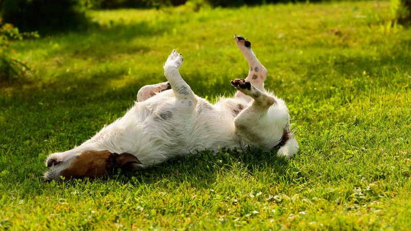 itch relief for dogs