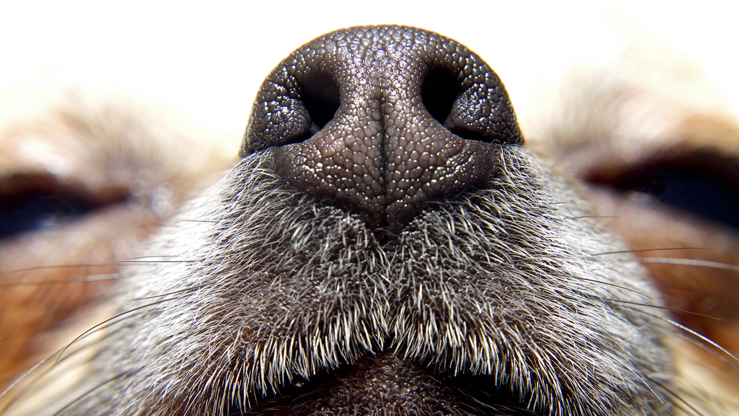 why do dogs eye boogers smell