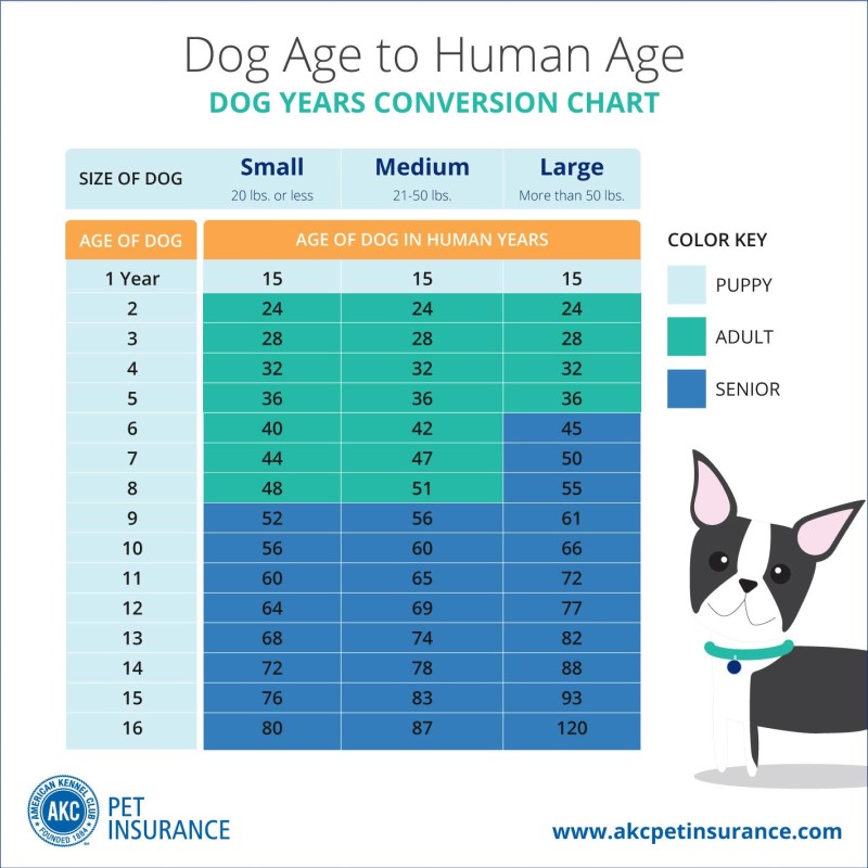 how old is 12 year old dog in human years