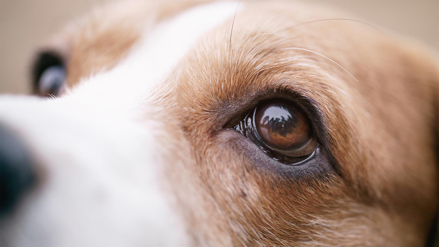 antibiotics for dog eye infection
