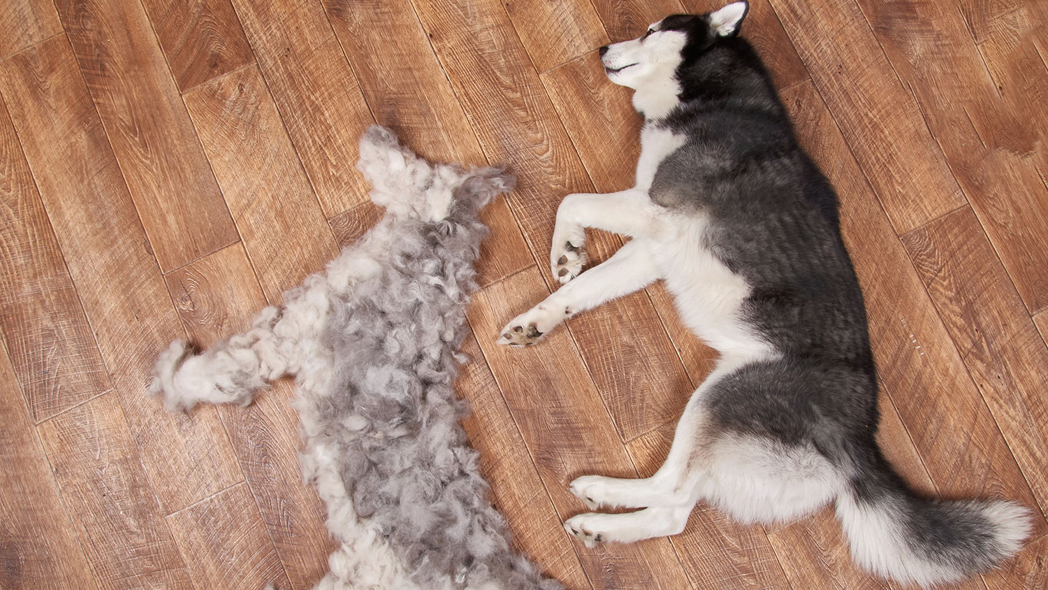 puppy losing fur