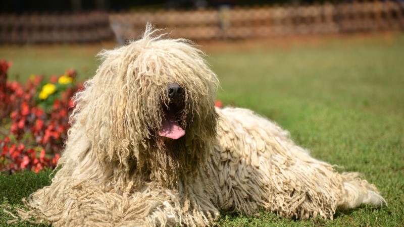 how to keep a long haired dog from shedding