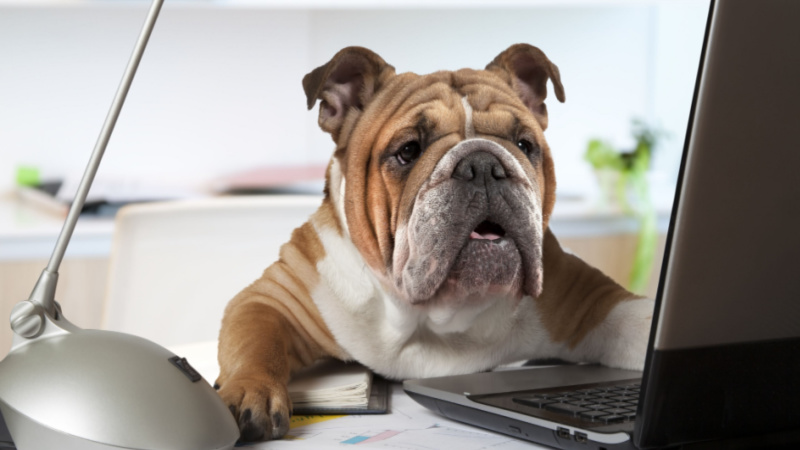 Best Toys for Dogs in the Office | AKC Pet Insurance