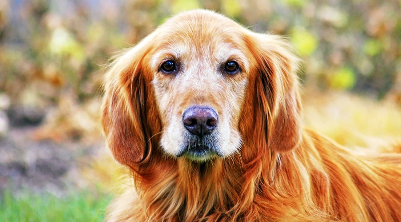 does elevated liver enzymes in dogs mean cancer