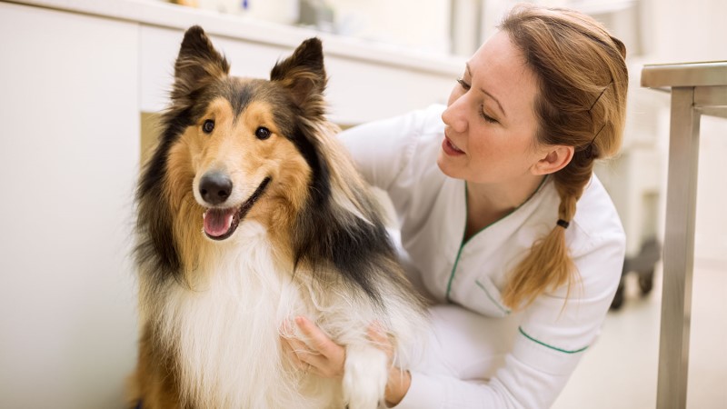 How to Find the Best Vet