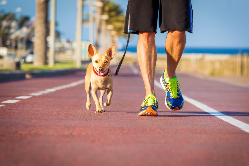 when can i start jogging with my puppy