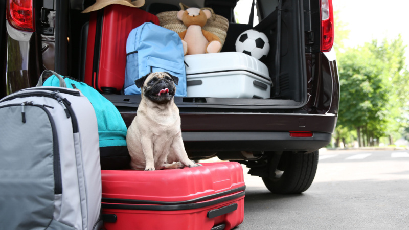 how do you travel long distance with a dog in a car