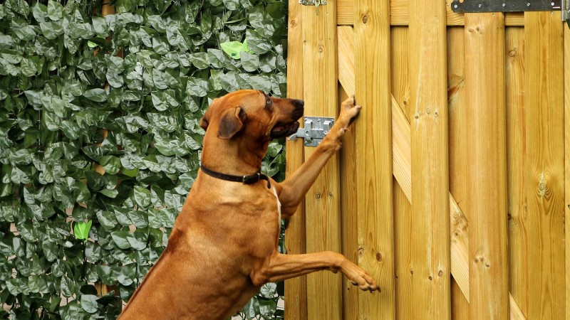 how to keep your dog from running out the door