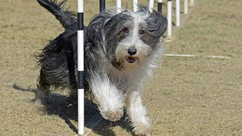 what is fast in dog agility