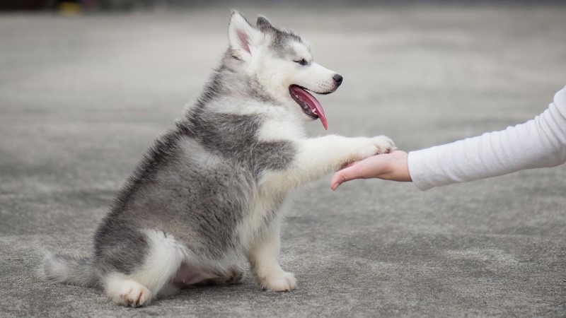 is exercise good for dogs