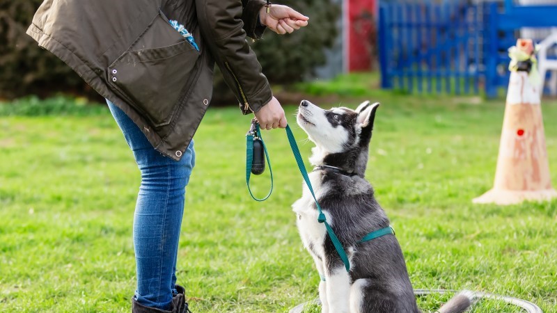 do dog trainers need insurance