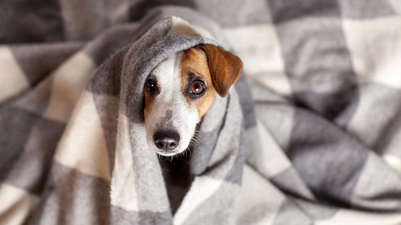 are dogs infected with canine flu