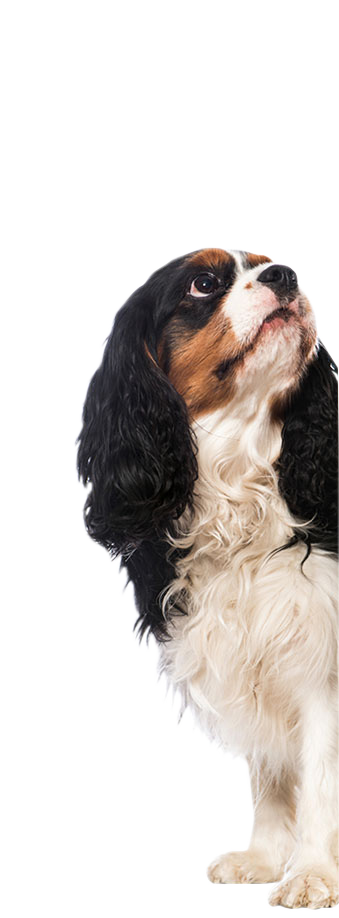 Picture of a cavalier king charles spaniel looking up